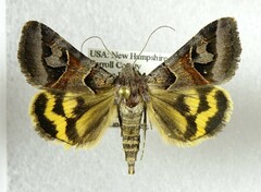 Drasteria occulta