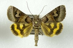 Drasteria occulta
