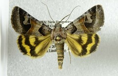 Drasteria occulta