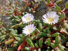 Disphyma australe australe