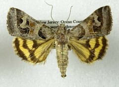 Drasteria occulta