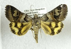 Drasteria occulta