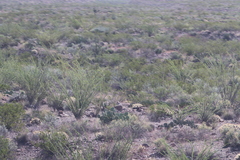 Larrea tridentata
