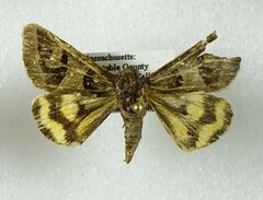 Drasteria occulta