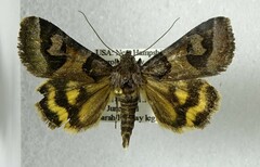 Drasteria occulta