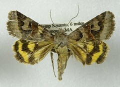 Drasteria occulta