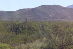 Larrea tridentata