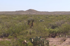 Larrea tridentata