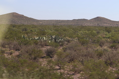 Larrea tridentata