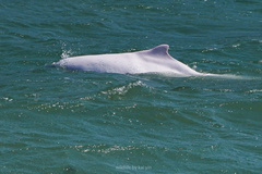 Sousa chinensis