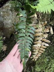 Polystichum prionolepis