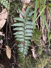 Polystichum prionolepis