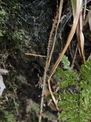 Polystichum prionolepis