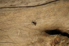 Stenelytrana emarginata
