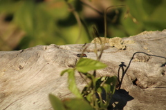 Stenelytrana emarginata