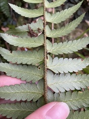 Polystichum prionolepis