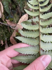 Polystichum prionolepis