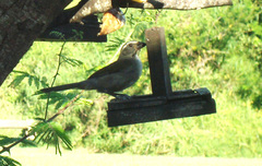 Saltator similis