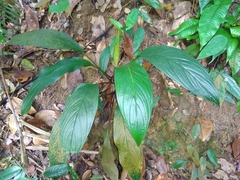 Tacca cristata