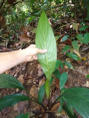 Tacca cristata