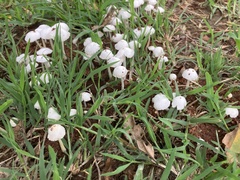 Termitomyces microcarpus