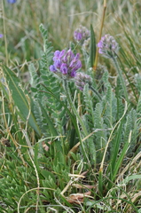 Oxytropis borealis