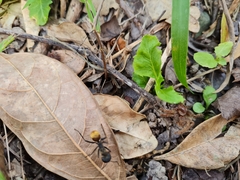 Camponotus sericeiventris image