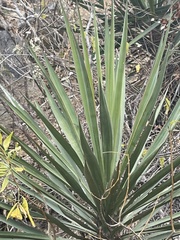 Yucca capensis