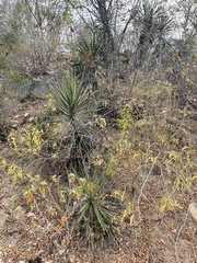 Yucca capensis