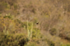 Parides erithalion polyzelus
