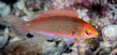 Cirrhilabrus aquamarinus