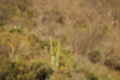 Parides erithalion polyzelus