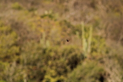 Parides erithalion polyzelus