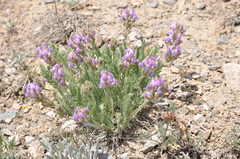 Oxytropis borealis viscida