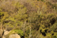 Parides erithalion polyzelus