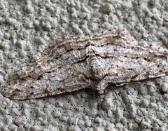 Didymoctenia exsuperata