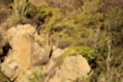 Parides erithalion polyzelus