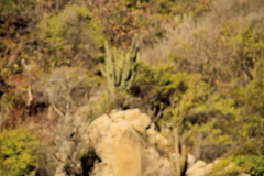 Parides erithalion polyzelus