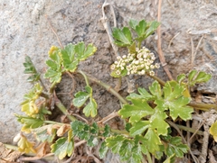 Apium prostratum filiforme