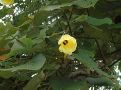 Hibiscus macrophyllus