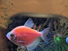 Gymnocorymbus ternetzi