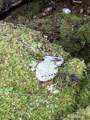 Haliotis kamtschatkana