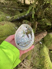 Haliotis kamtschatkana