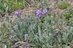 Oxytropis borealis viscida