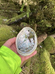 Haliotis kamtschatkana