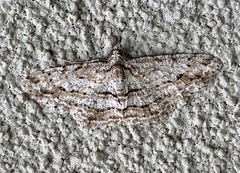 Didymoctenia exsuperata