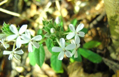 Lankesteria glandulosa image