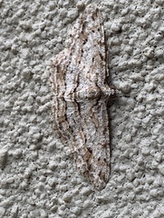 Didymoctenia exsuperata