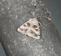 Acantholipes juba