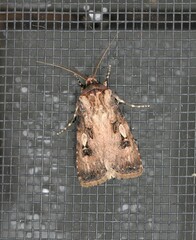 Agrotis interjectionis
